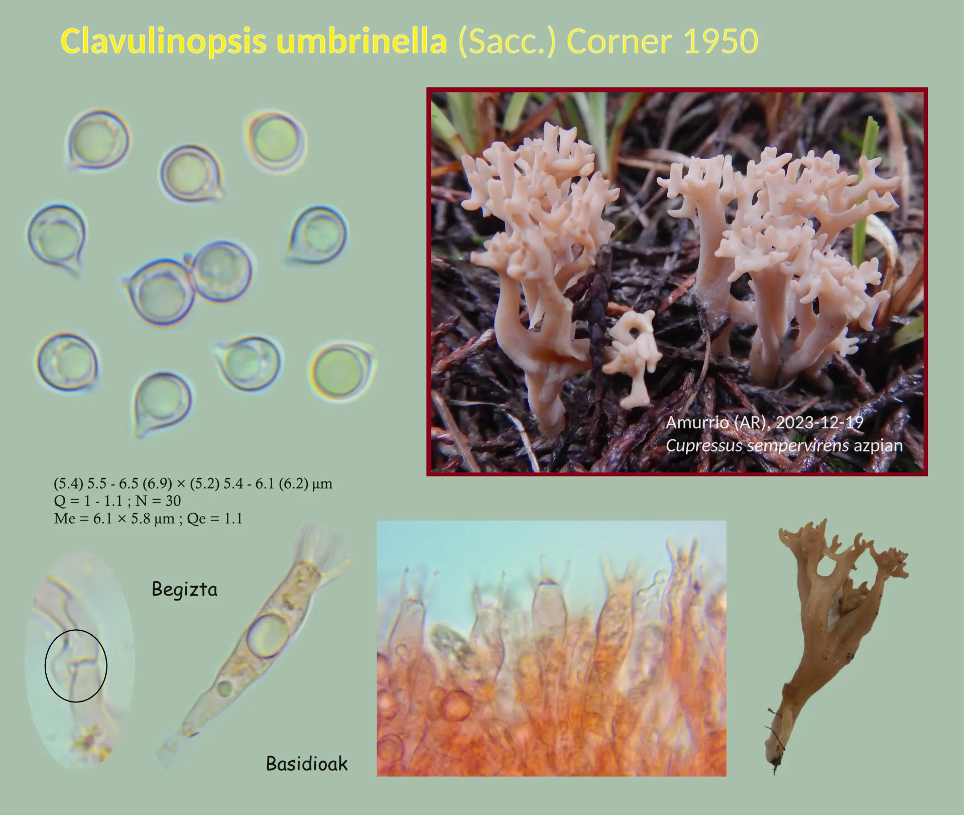 Clavulinopsis umbrinella